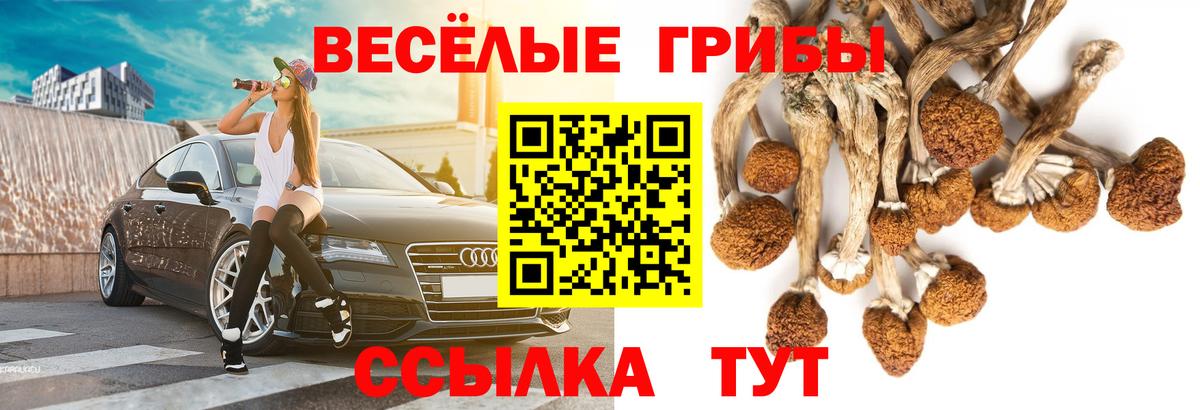 Галлюциногенные грибы Psilocybine cubensis Махачкала